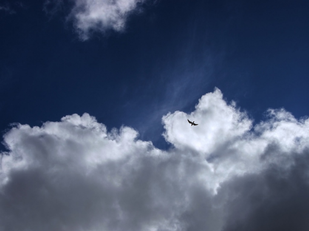 Птица в небе обои