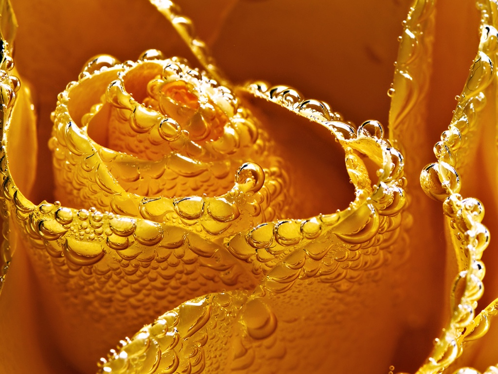 Мокрый желтый цветок обои