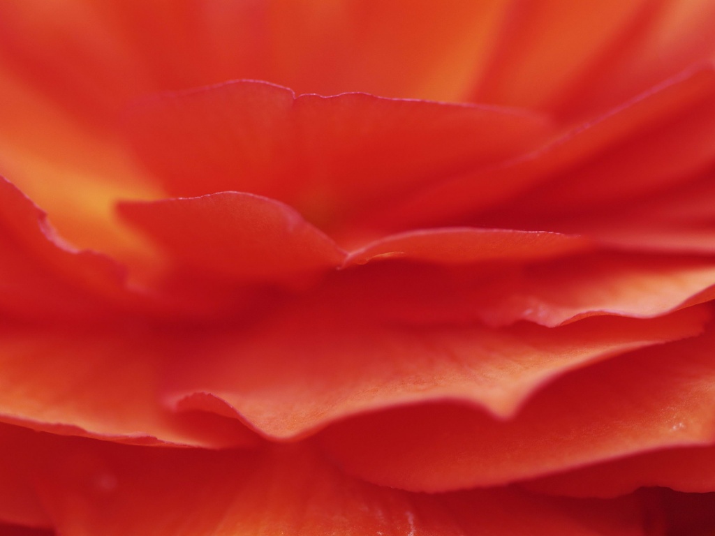 Лепестки красного цветка обои