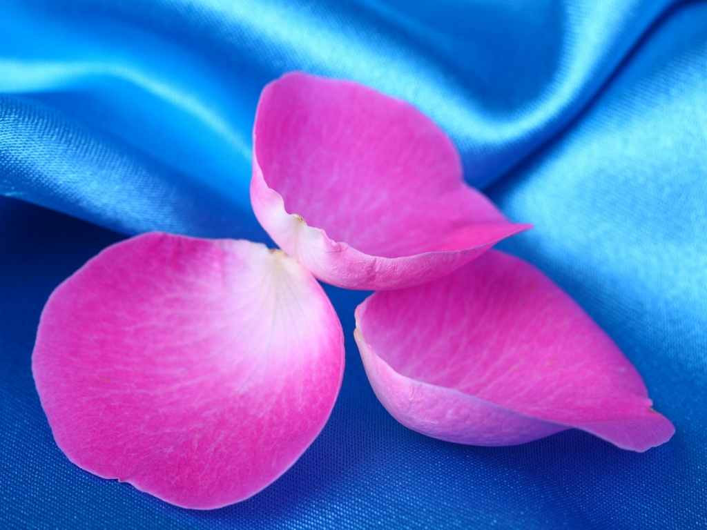 Лепестки розы на голубой ткани обои