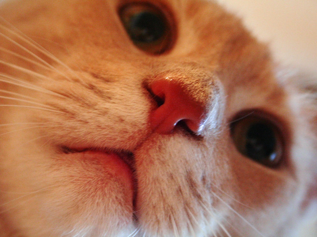 Носопырка обои