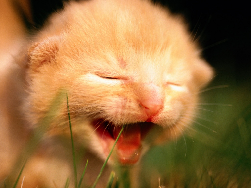 Маленький котенок обои