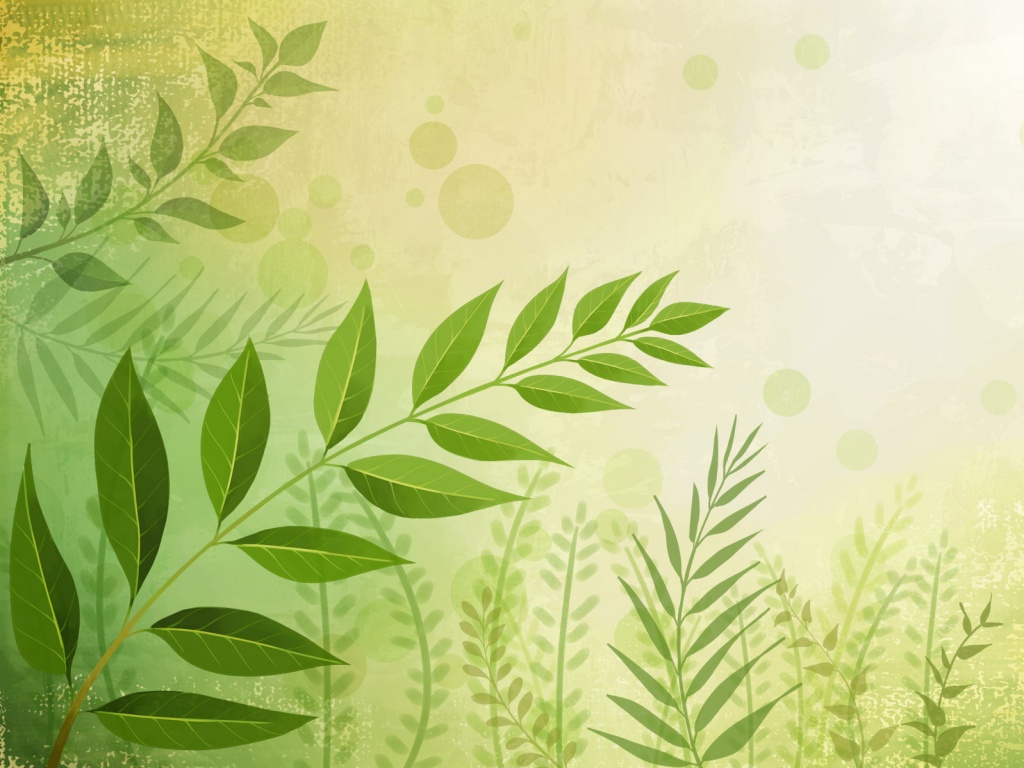 Веточка молодых листьев обои