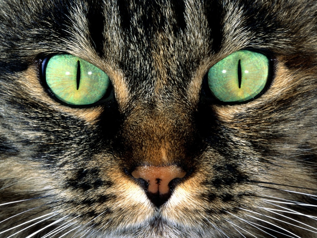 Кошачья морда обои