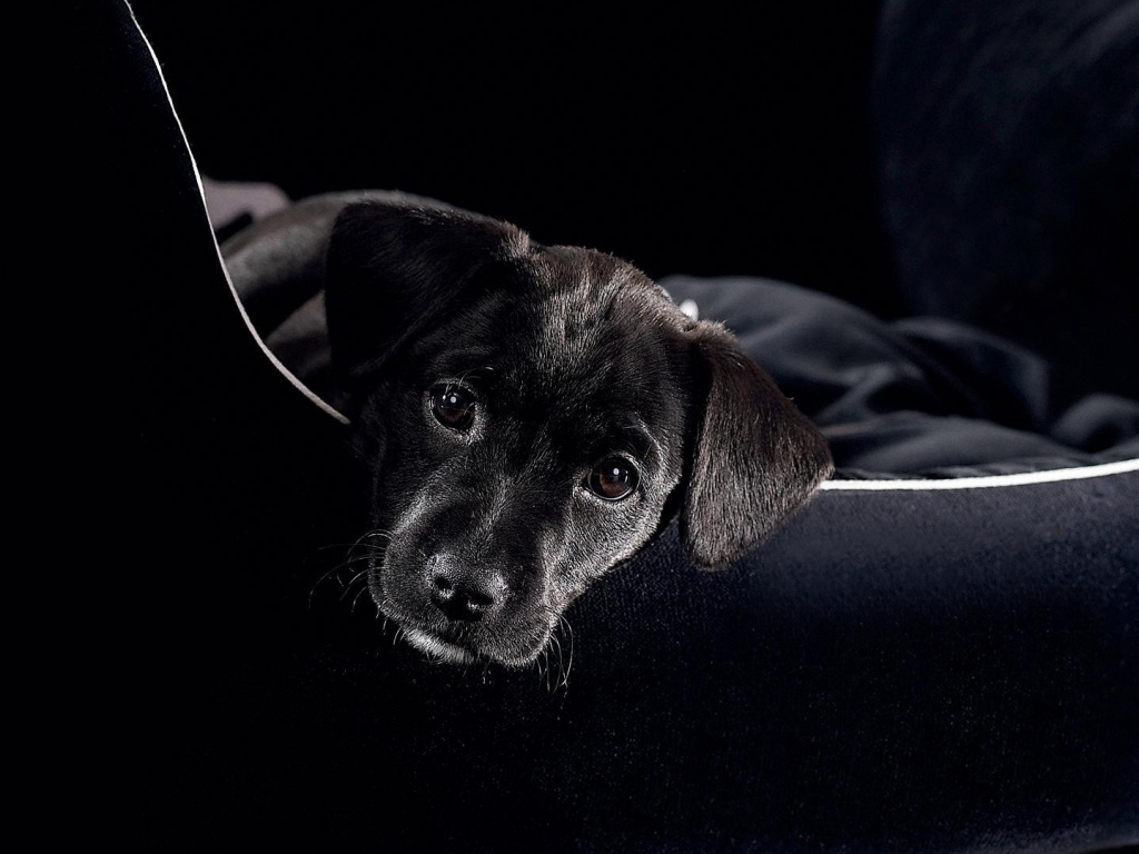 Собачка в сумке обои