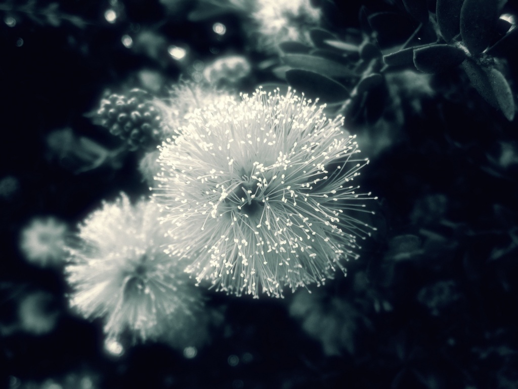 Сказочный цветок обои