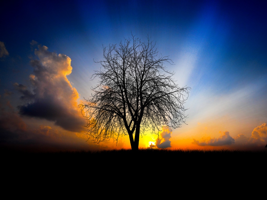 Дерево на закате обои