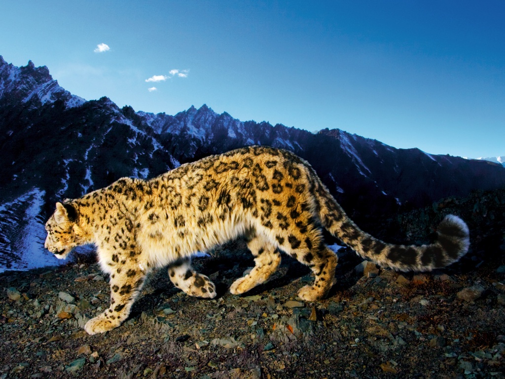 Леопард обои