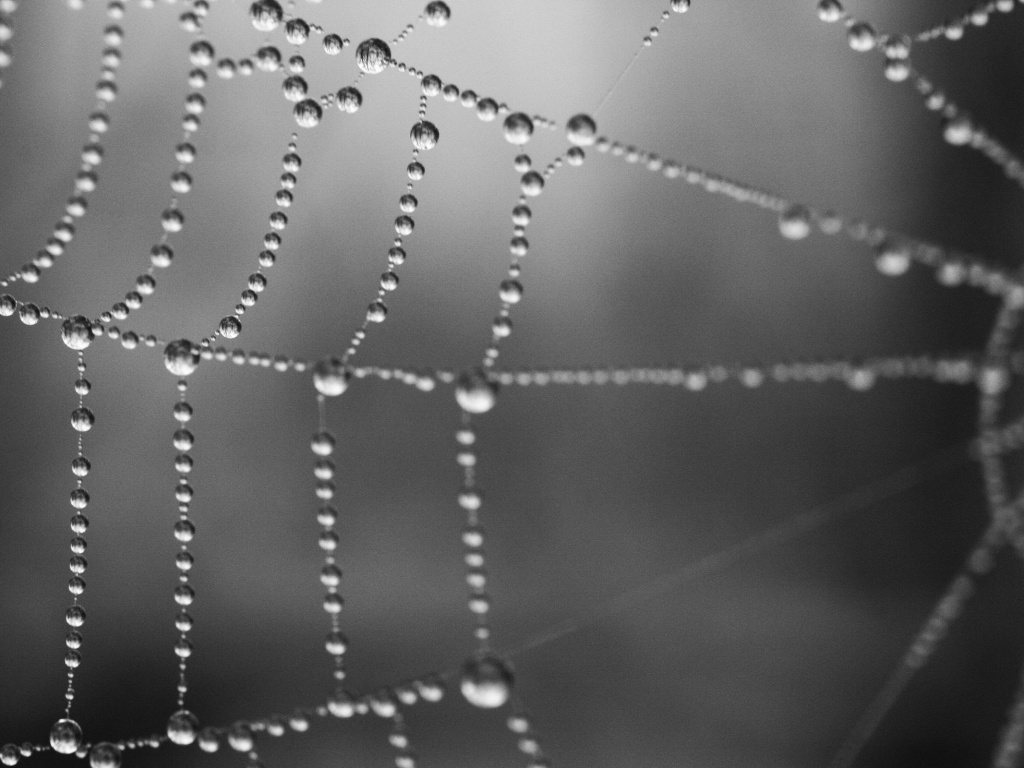 Капли на паутине обои