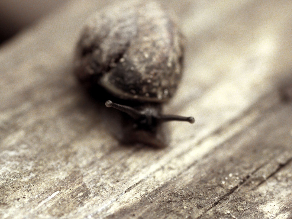 Улитка на ветке обои