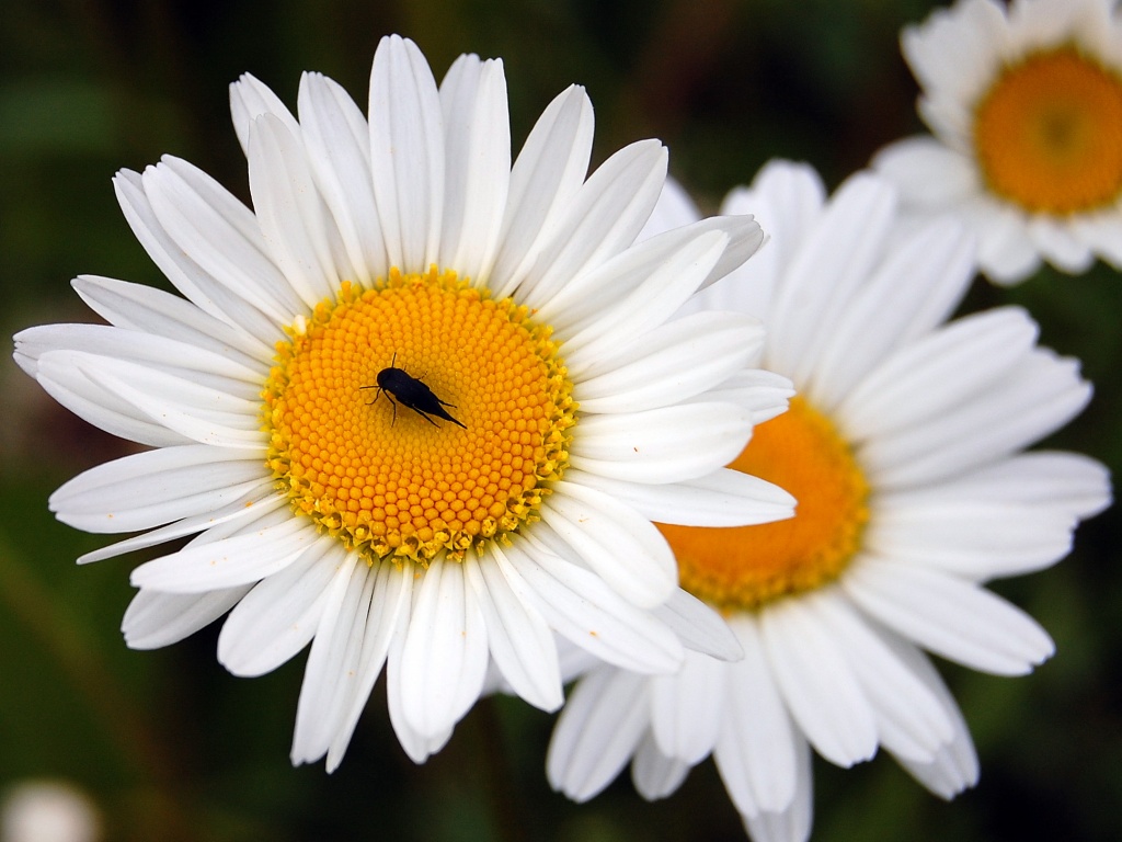 Ромашки обои