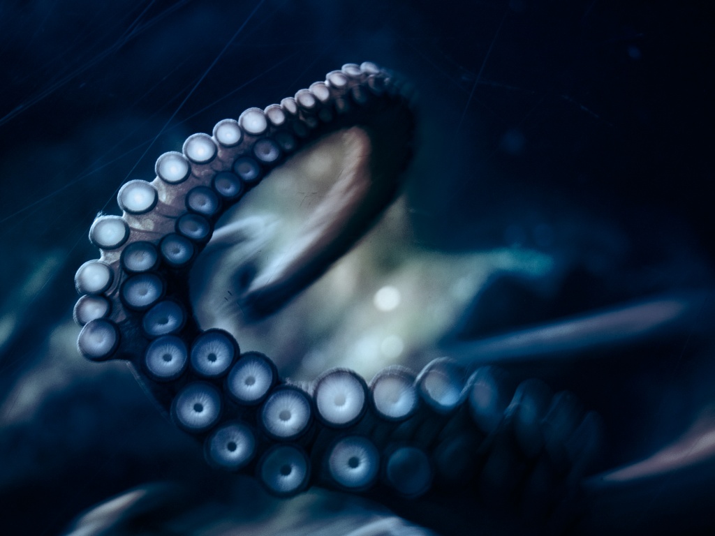 Щупальце обои