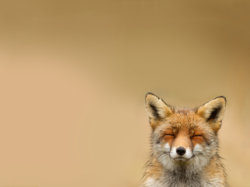 ^_^ Fox обои