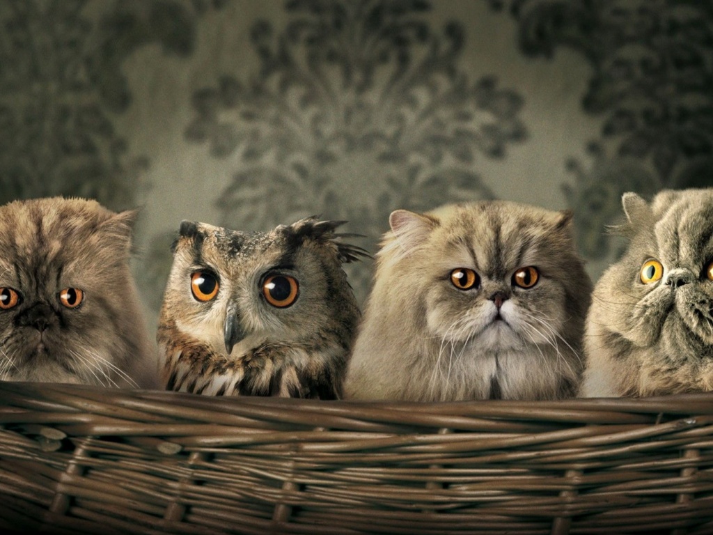 Чужой среди своих обои