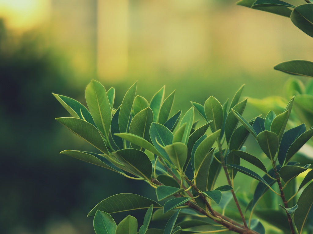 Листья обои