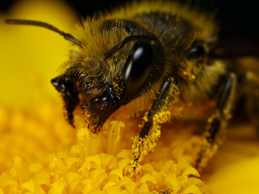 Пчела крупным планом обои