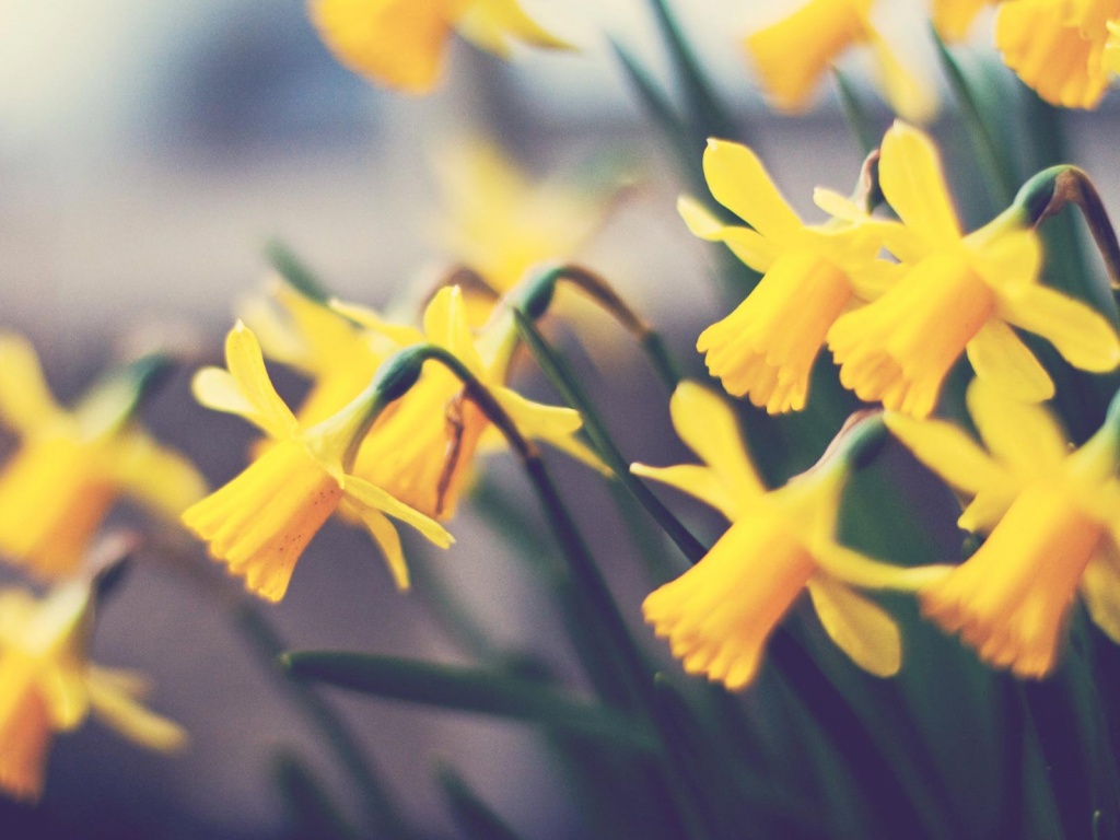 Нарциссы обои