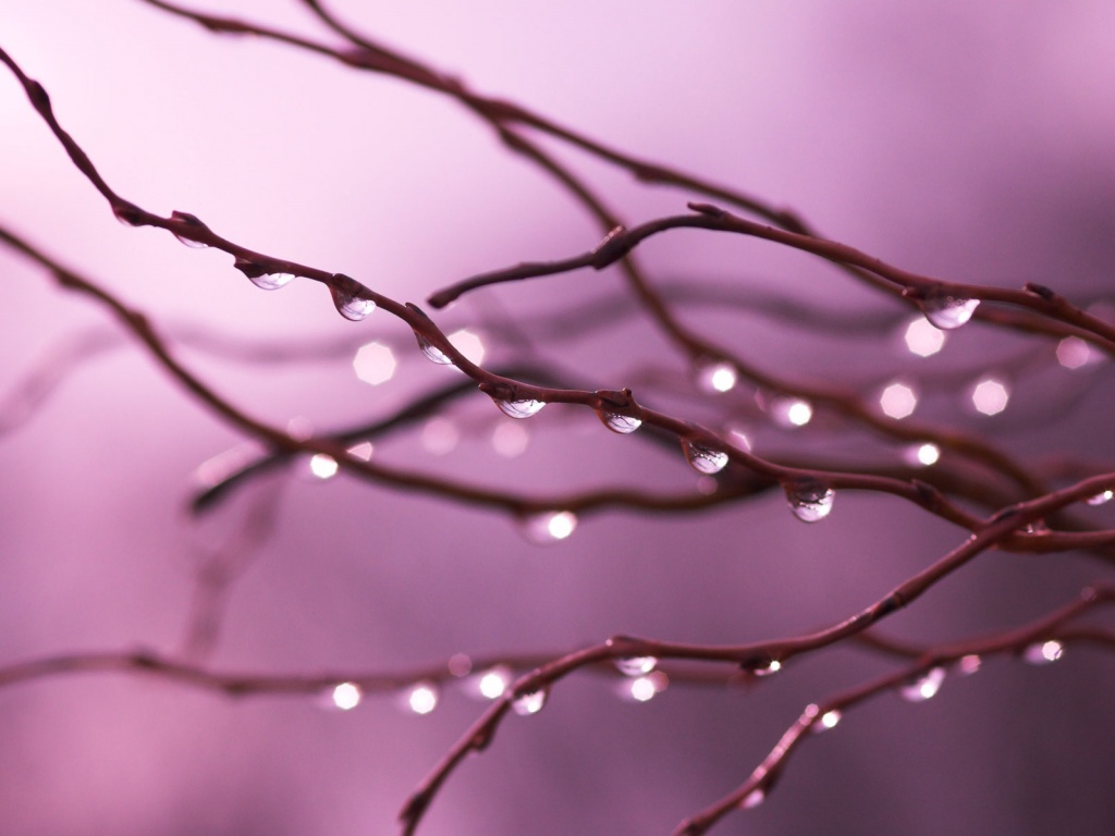 Капли на ветке обои