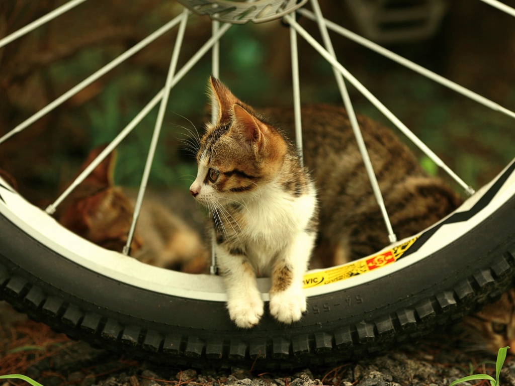 Маленький котенок обои