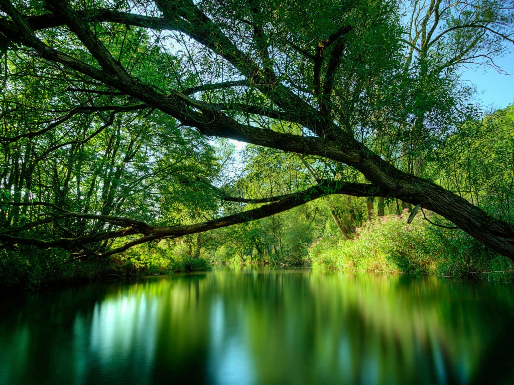 Спокойная лесная река обои