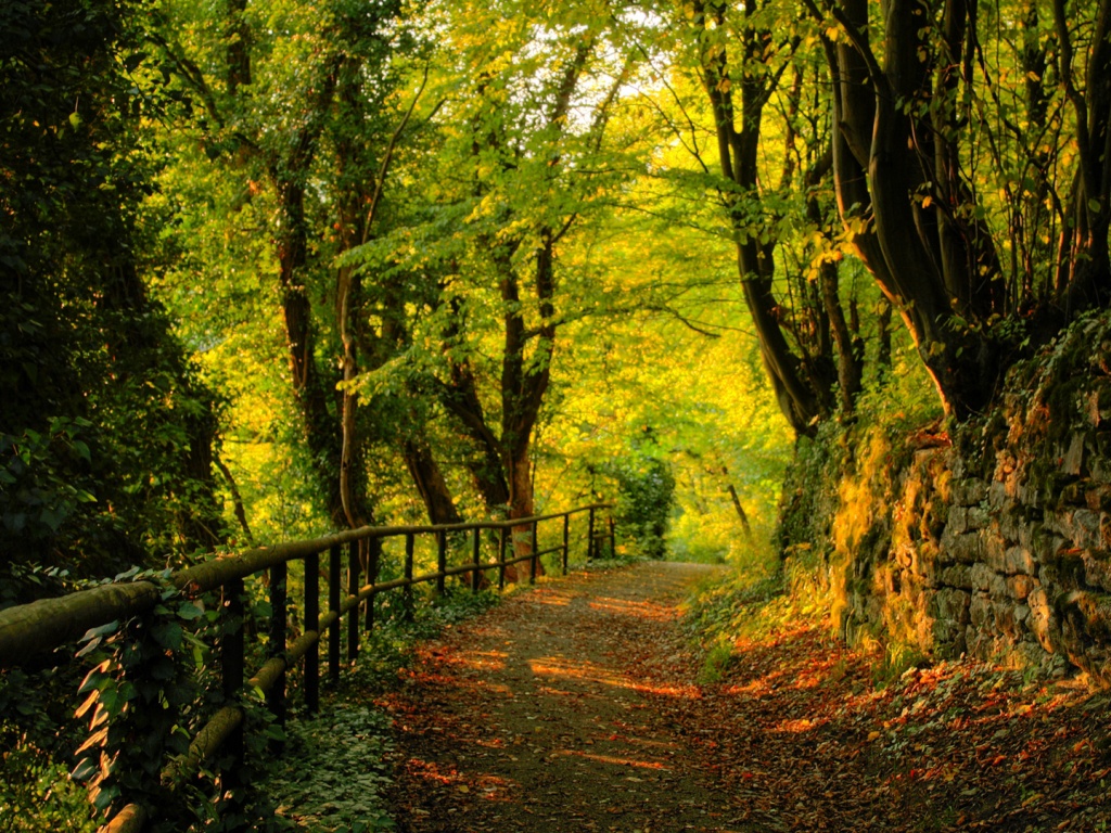 Лесная дорожка обои