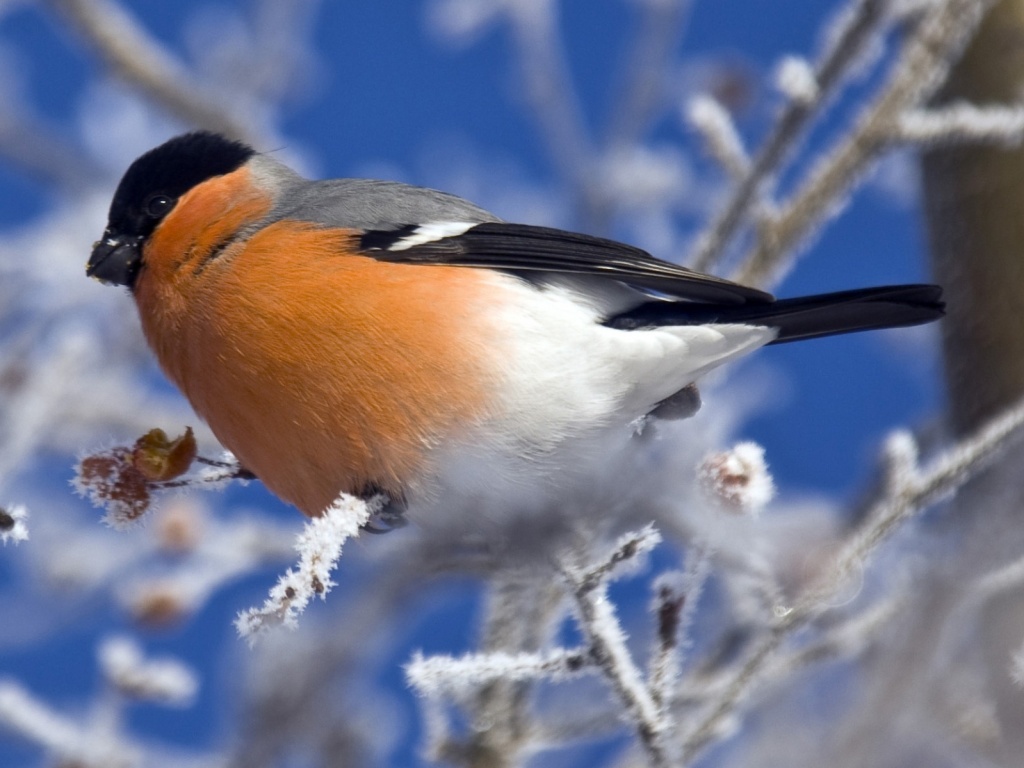 Снегирь на ветке обои