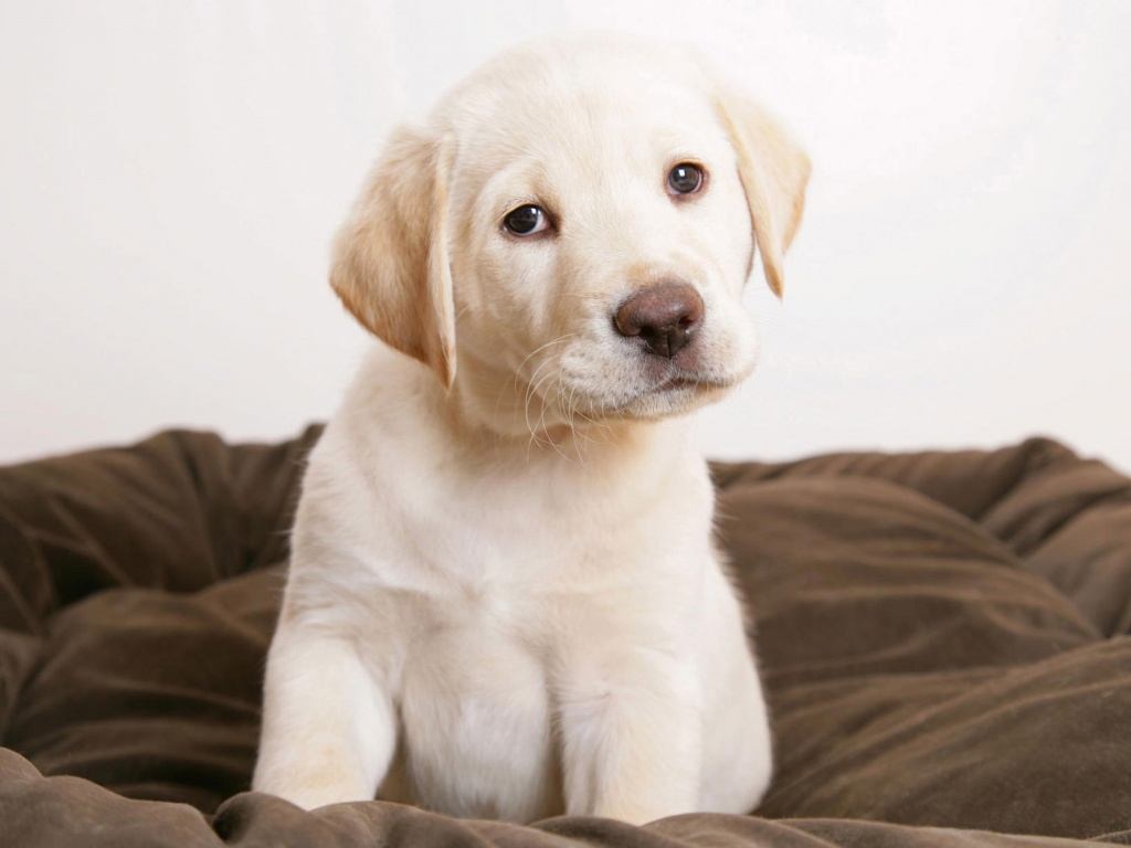 Маленький щеночек обои