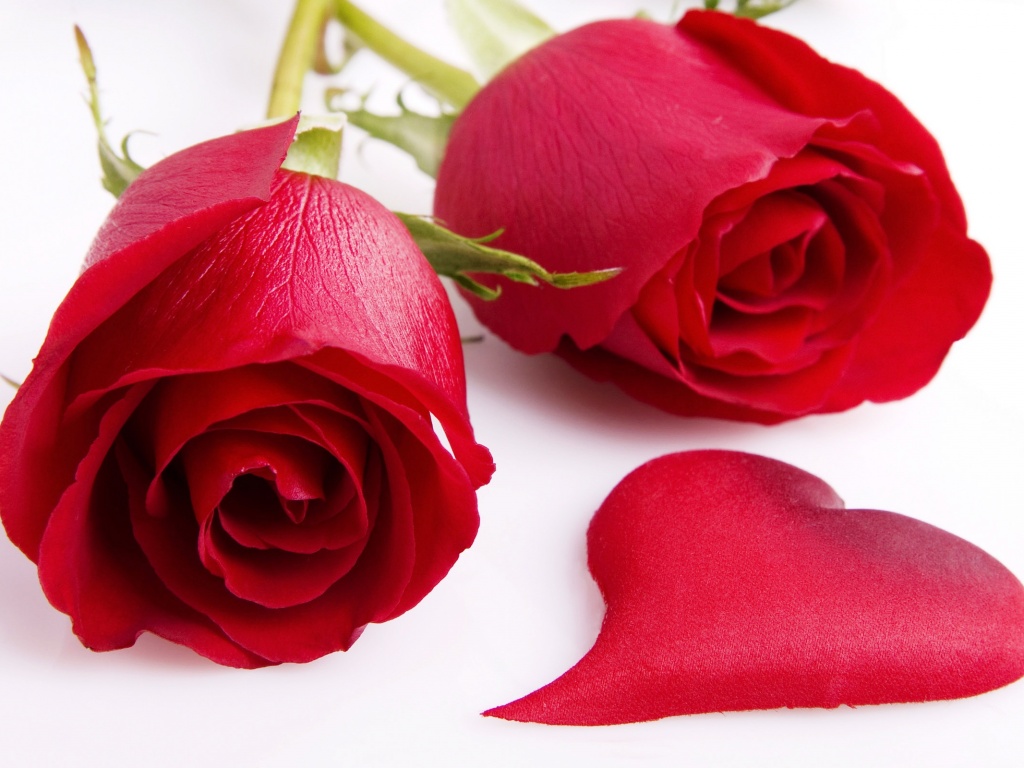 Две красные розы обои