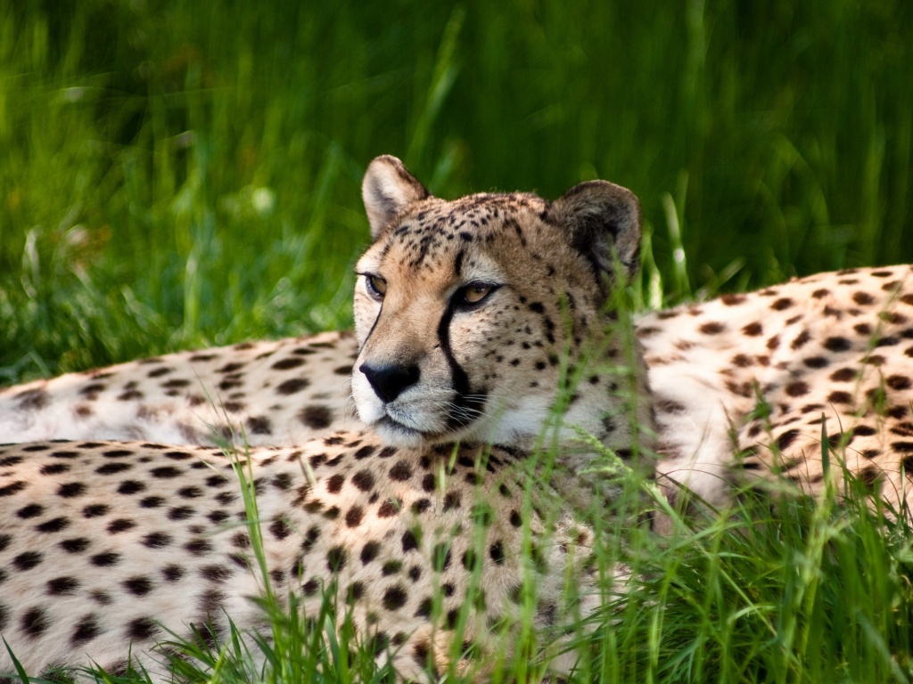 Два изящных гепард в природе обои