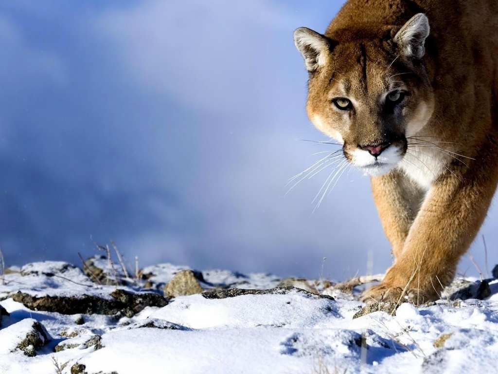 Пума с грозным взглядом обои
