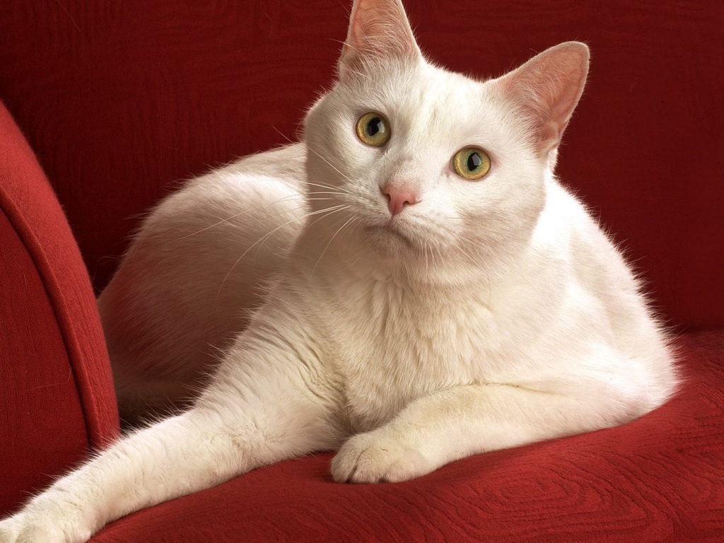 Белой кот на красном диване обои