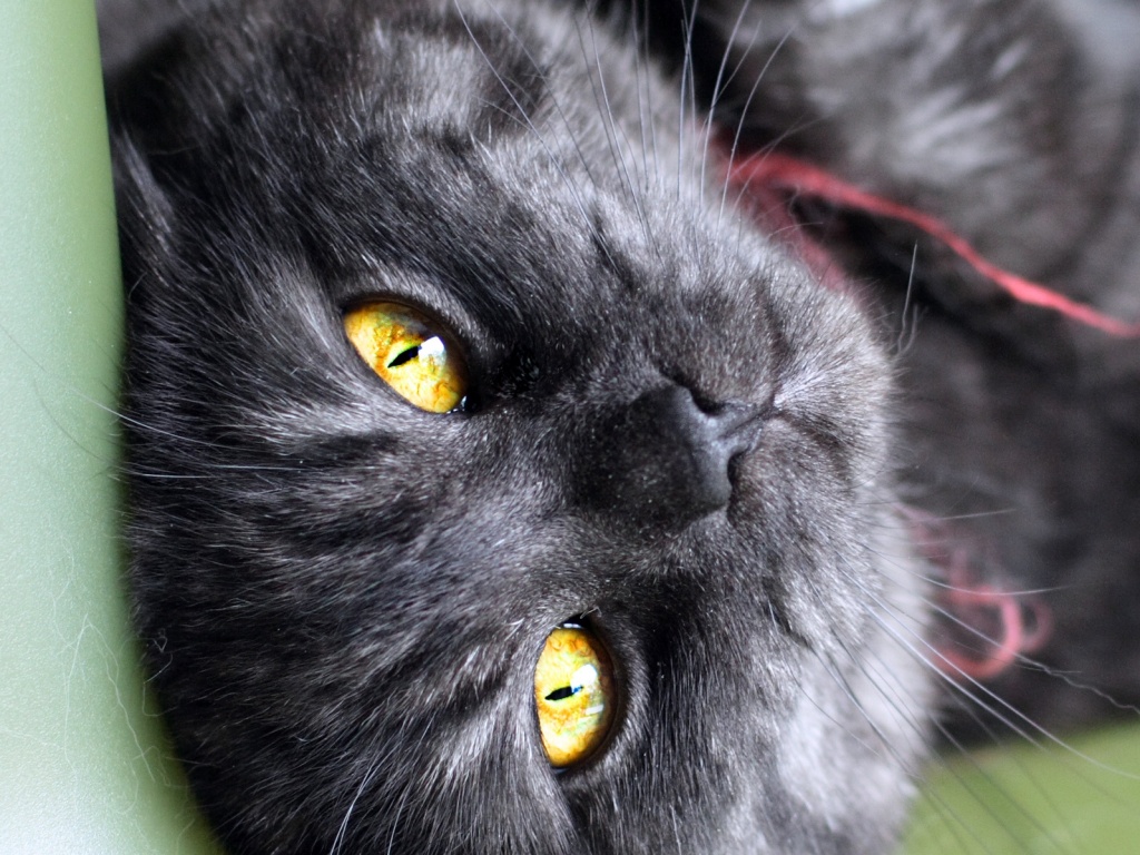 Игривый котёнок обои