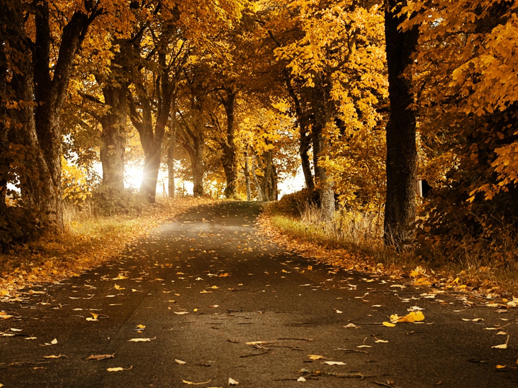 Дорога в осеннем парке обои