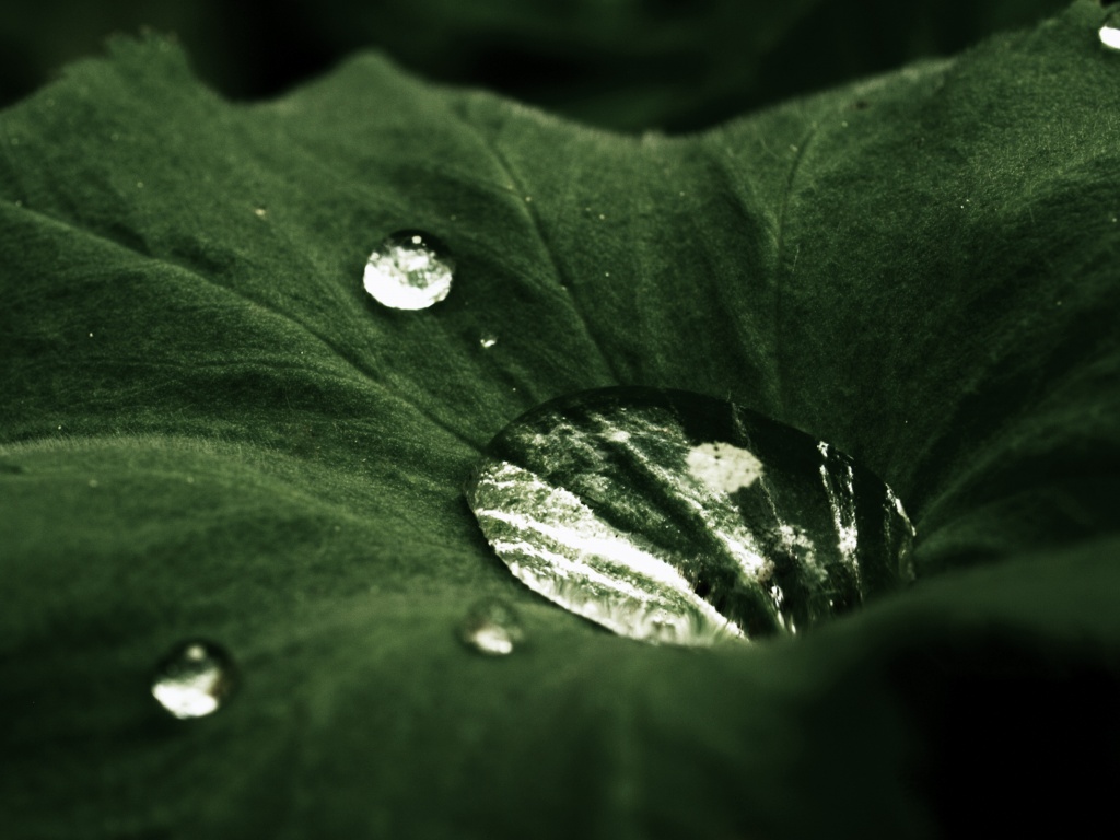 Капля в листе обои