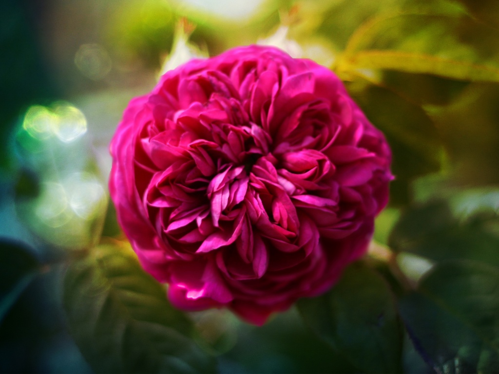 Клевер крупным планом обои