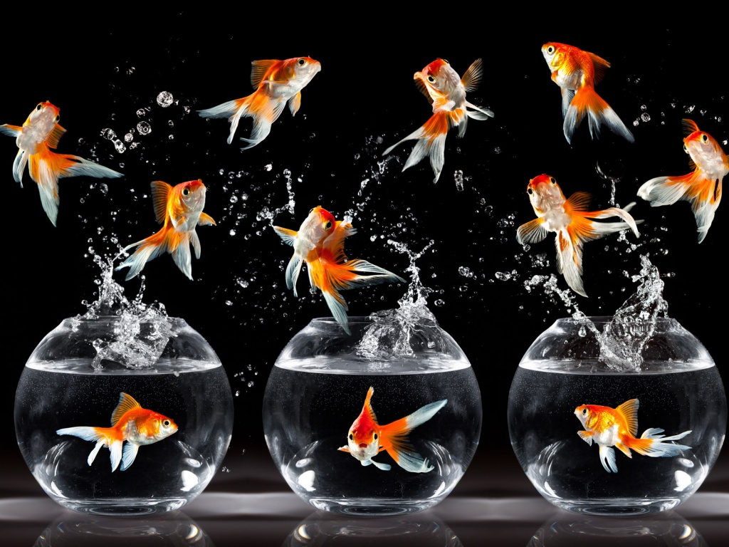 Аквариумы жонглируют рыбами обои