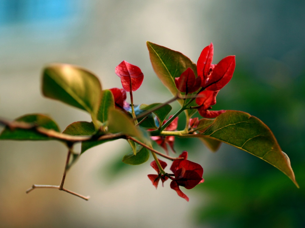 Разноцветные листья обои