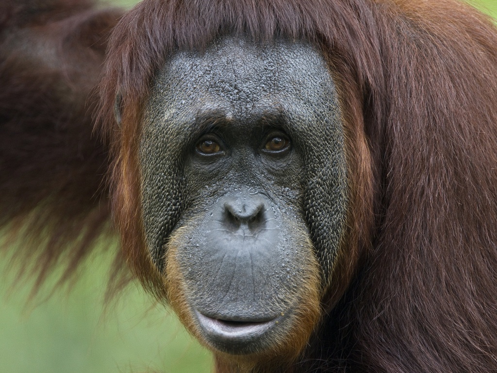 Орангутан обои
