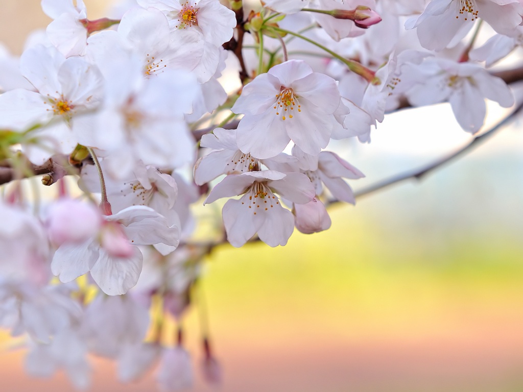 Цветение вишни обои