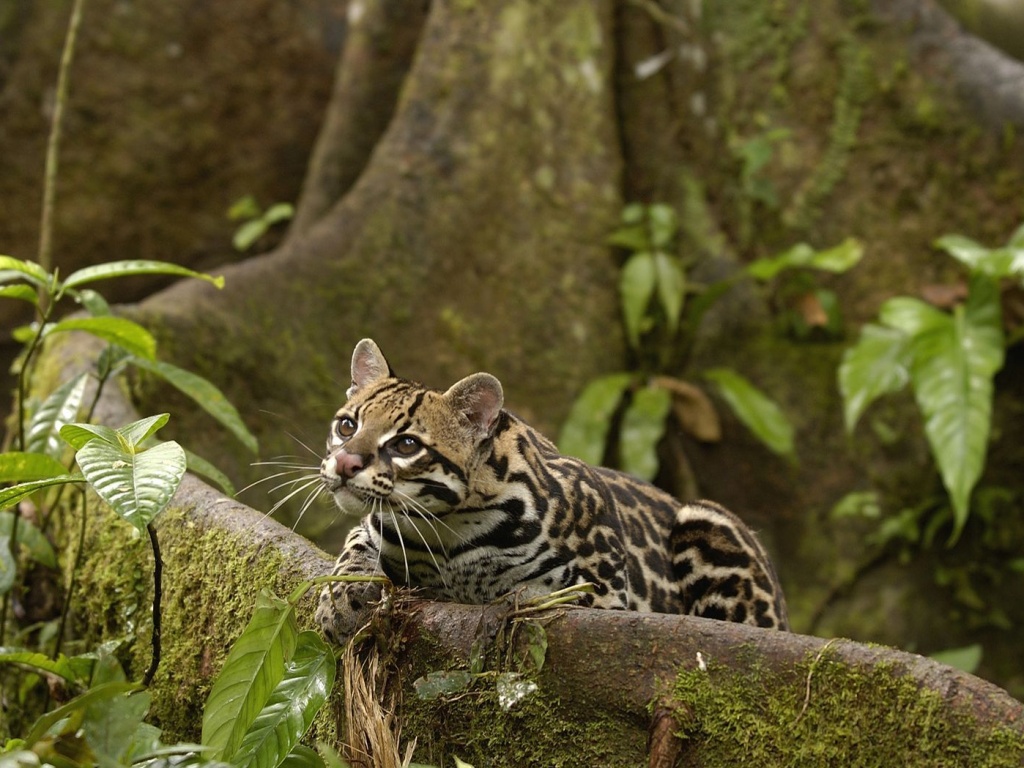 Оцелот обои