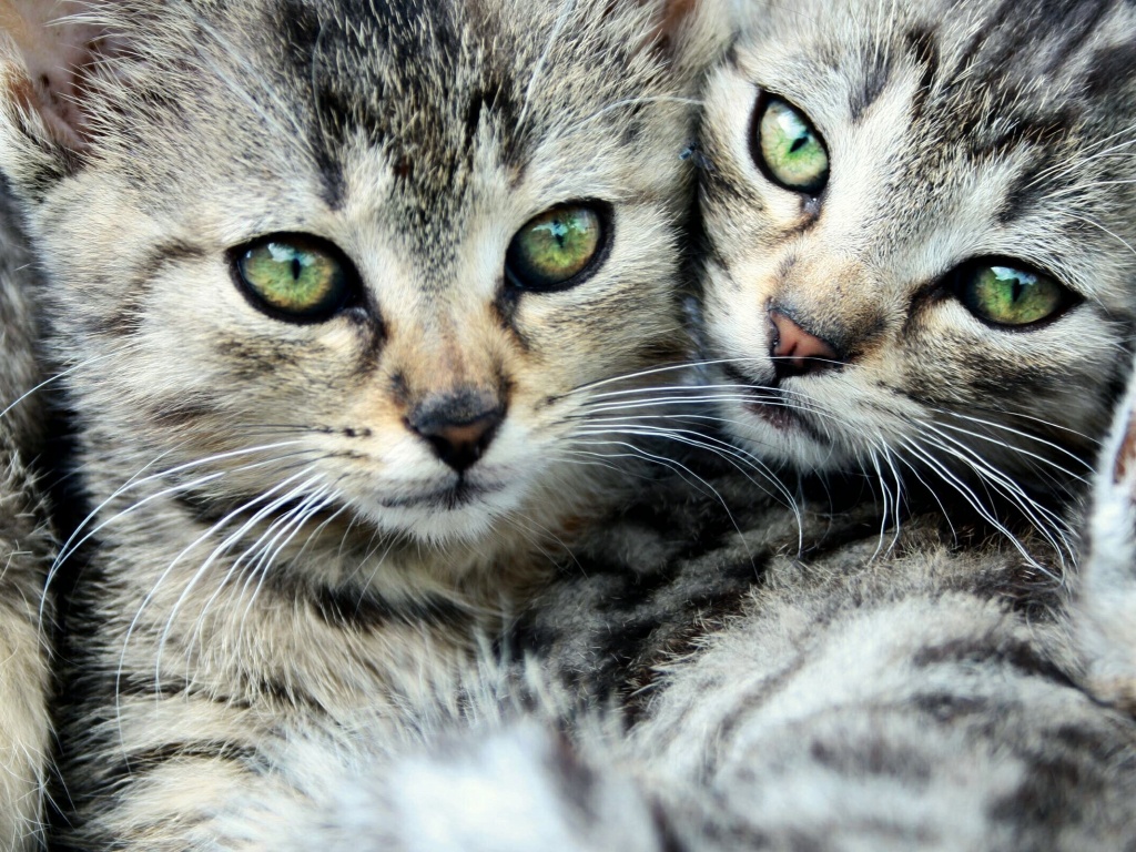 Котята в обнимку обои