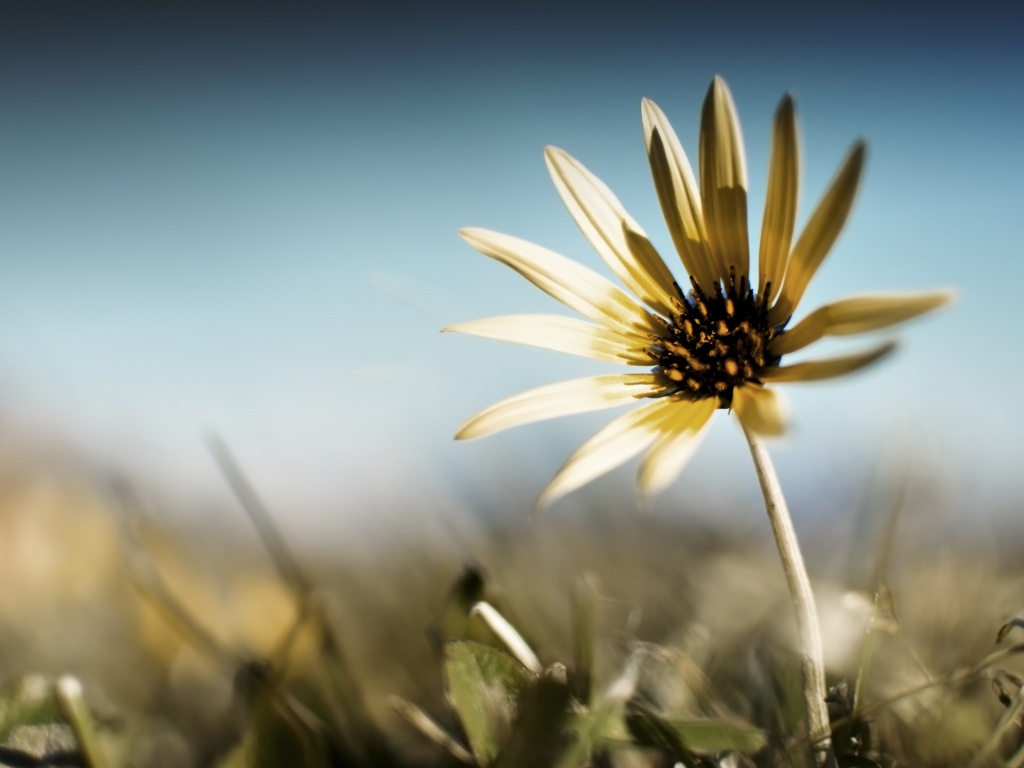 Летний цветок на солнце обои