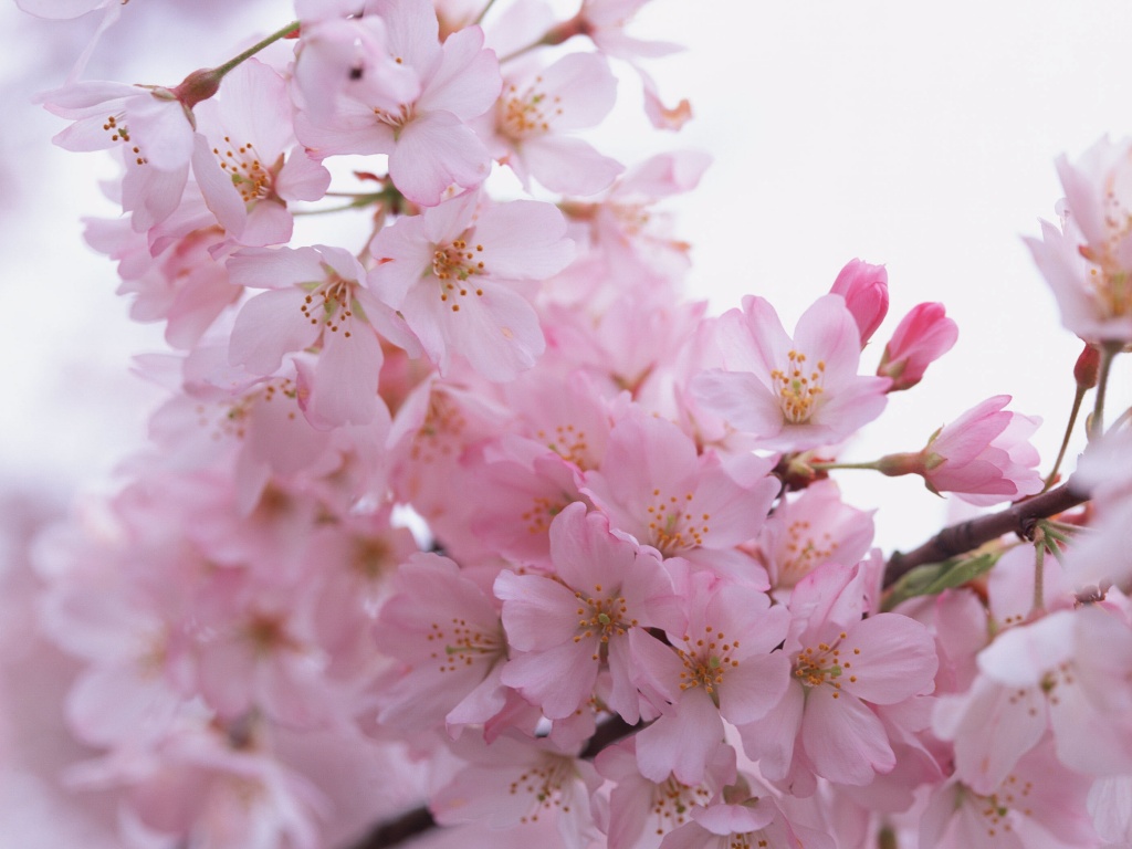 Цветение вишни обои