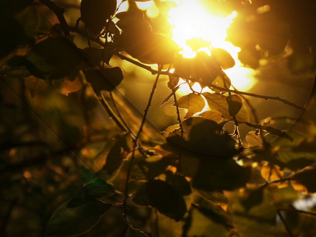 Солнце пробивается сквозь листву обои