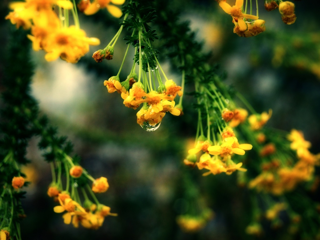 Жёлтые цветочки на ветке обои