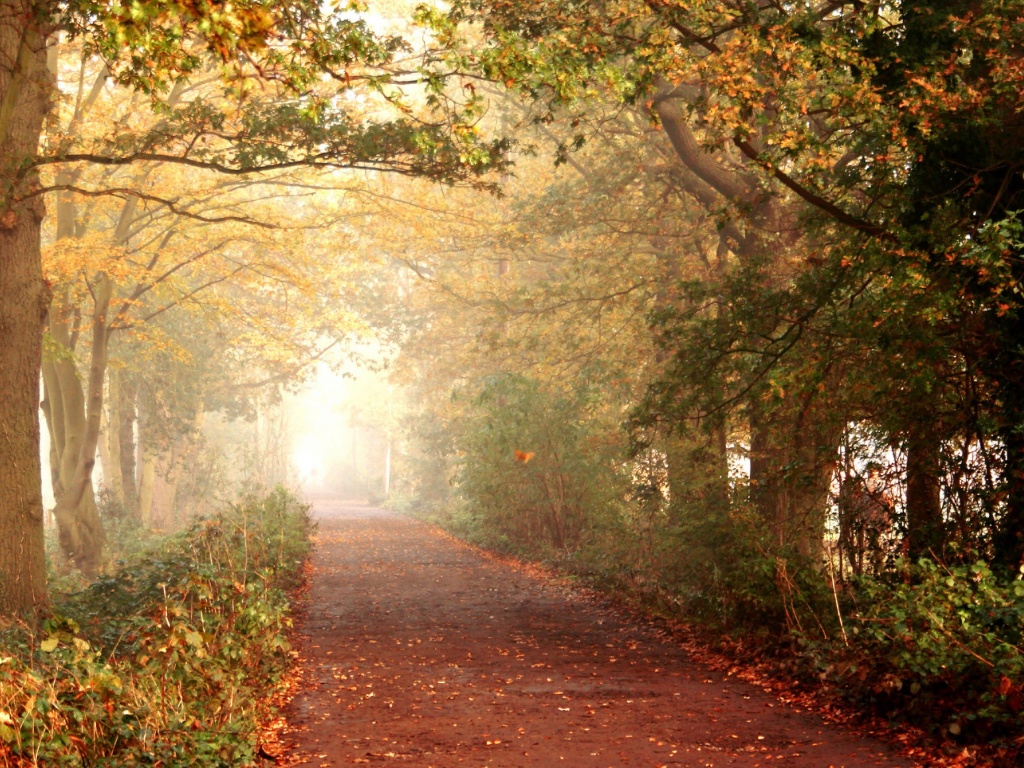 Парковая дорожка обои