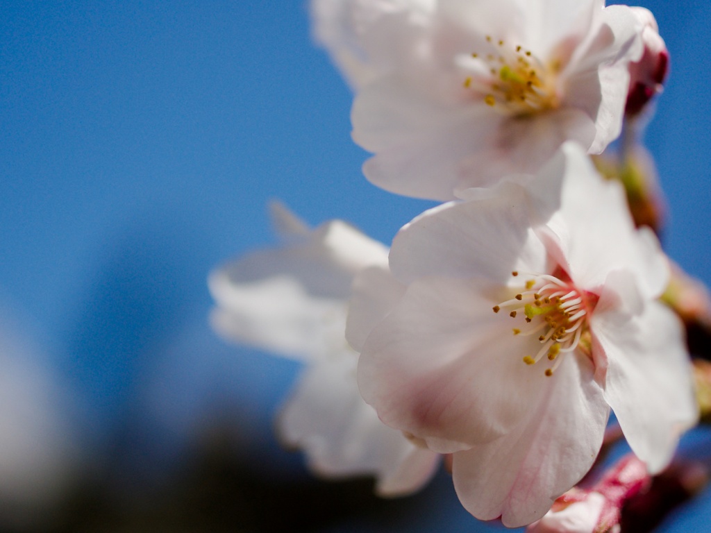 Нежные белые цветы обои