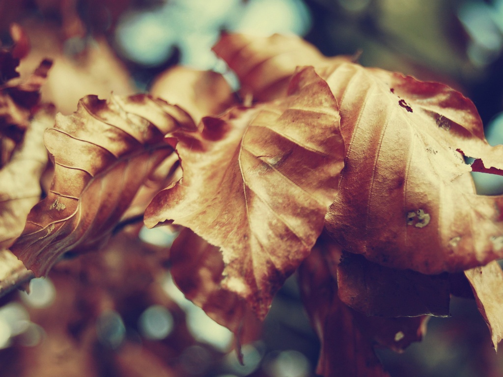 Засохший лист обои