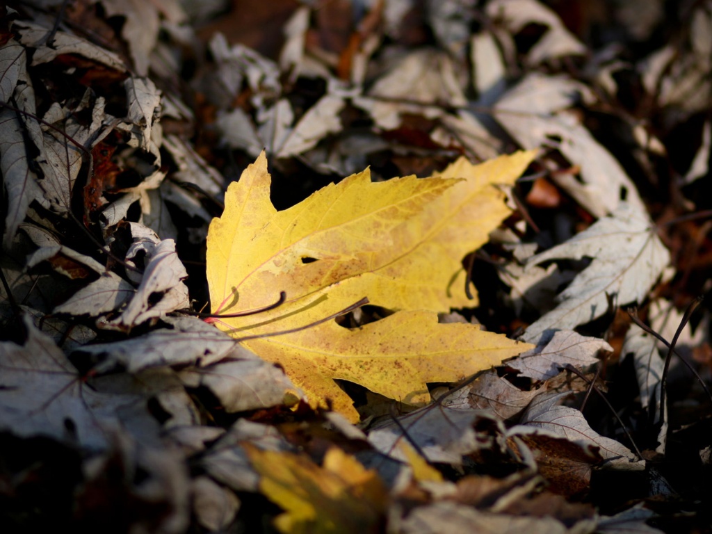 Мёртвая листва обои