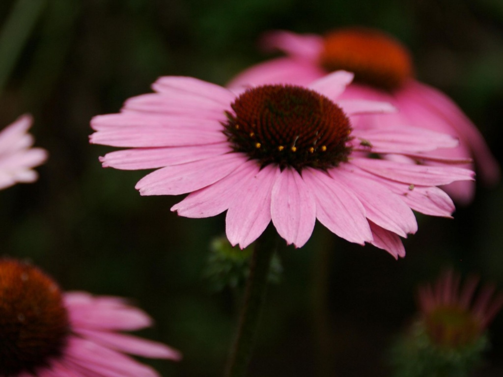 Розовый цветок обои